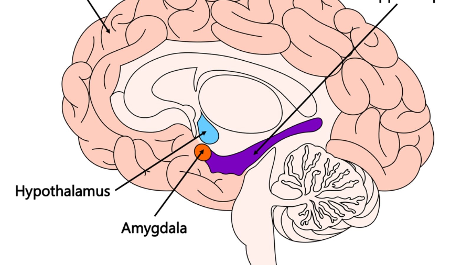 امیگدالا و واکنش مغر در مواجهه با احساسات